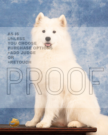 Samoyed #6 Sun MMJ_0664_NRKC2022_HR3
