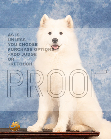 Samoyed #6 Sun MMJ_0669_NRKC2022_HR3