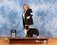 Shetland Sheepdog #14 Sun BOW Judge Linda Clark
