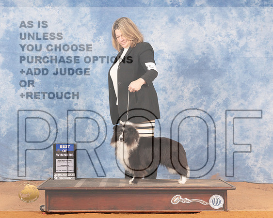 Shetland Sheepdog #14 Sun BOW Judge Linda ClarkMMJ_0553_NRKC2022_HR3