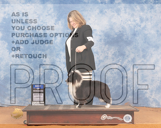 Shetland Sheepdog #14 Sun BOW Judge Linda ClarkMMJ_0556_NRKC2022_HR3