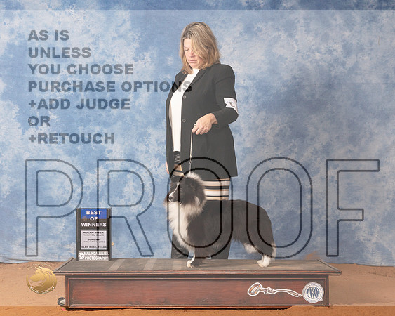 Shetland Sheepdog #14 Sun BOW Judge Linda ClarkMMJ_0557_NRKC2022_HR3