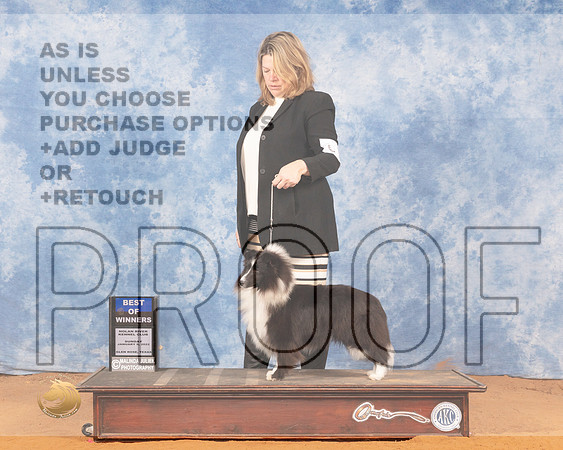 Shetland Sheepdog #14 Sun BOW Judge Linda ClarkMMJ_0558_NRKC2022_HR3