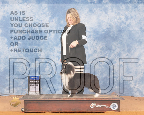 Shetland Sheepdog #14 Sun BOW Judge Linda ClarkMMJ_0559_NRKC2022_HR3
