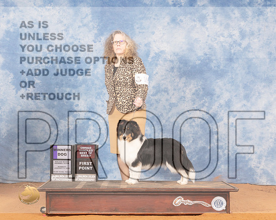 Shetland Sheepdog #19 Sun BOBOHBOB Judge Linda ClarkMMJ_0561_NRKC2022_HR3