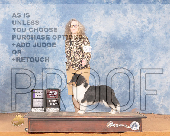 Shetland Sheepdog #19 Sun BOBOHBOB Judge Linda ClarkMMJ_0562_NRKC2022_HR3