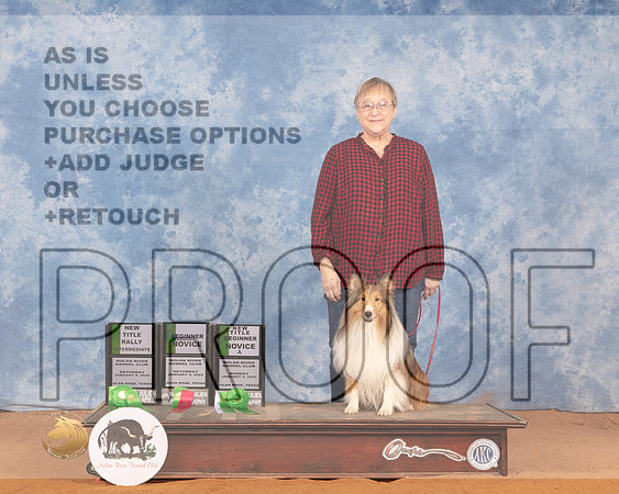 Shetland Sheepdog #48 Sun RallyMMJ_0864_NRKC2022_HR3