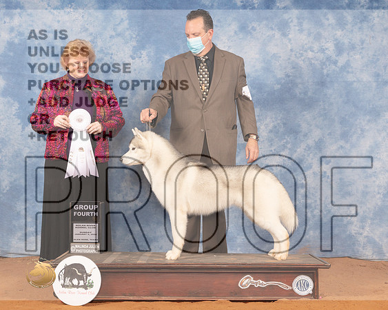 Siberan Husky #7 Sun G4 Judge Betty PollockMMJ_0789_NRKC2022_HR3