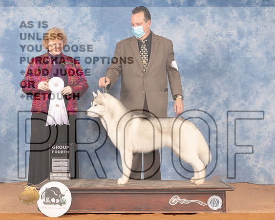 Siberan Husky #7 Sun G4 Judge Betty PollockMMJ_0790_NRKC2022_HR3