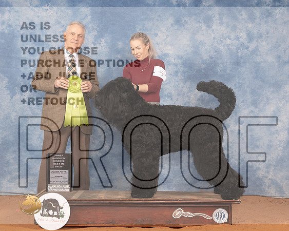 Black Russian Terrier #5 Sun OHRBIS Judge Phillip BriascoMMJ_0086_NRKC2022_HR3