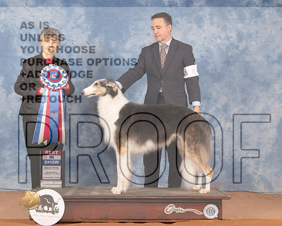 Borzoi #6 Sun BIS Judge Doris CozartMMJ_0136_NRKC2022_HR3
