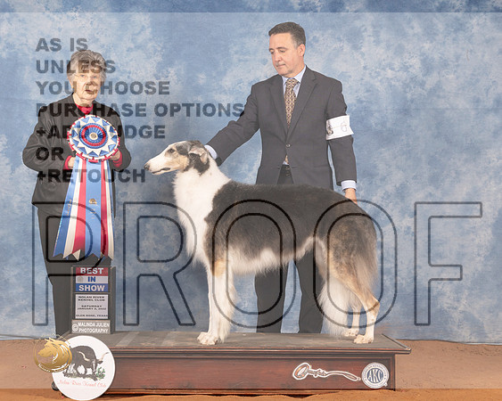 Borzoi #6 Sun BIS Judge Doris CozartMMJ_0135_NRKC2022_HR3
