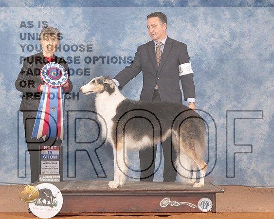 Borzoi #6 Sun BIS Judge Doris CozartMMJ_0138_NRKC2022_HR3
