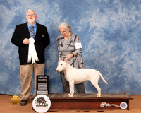 Bull Terrier White #6 Sun OHG4 Judge Rick Fowler