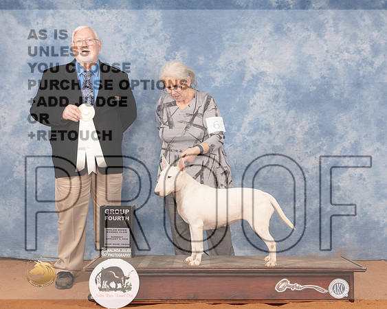 Bull Terrier White #6 Sun OHG4 Judge Rick FowlerMMJ_9992_NRKC2022_HR3