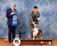 Bulldog #12 Sun G1 Judge Johnny Shoemaker