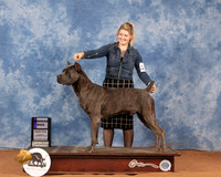 Cane Corso #11 Sat WD Judge Gary Sparschu