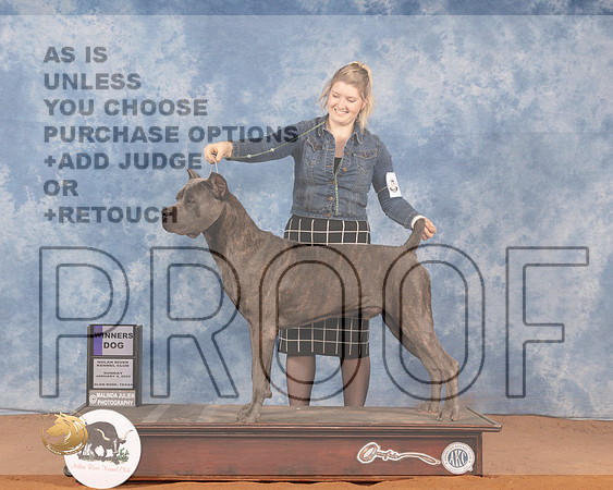 Cane Corso #11 Sat WD Judge Gary SparschuMMJ_0165_NRKC2022_HR3