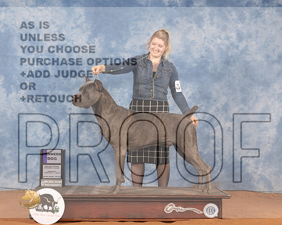 Cane Corso #11 Sat WD Judge Gary SparschuMMJ_0170_NRKC2022_HR3