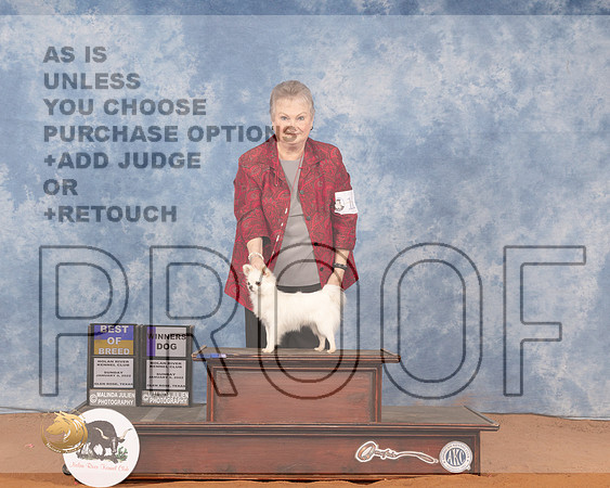 Chihuahua Long Coat #11 Sun BOBWD Judge Cathy De La GarzaMMJ_0093_NRKC2022_HR3