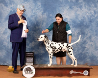 Dalmatian #11 Sun G4 Judge Johnny Shoemaker