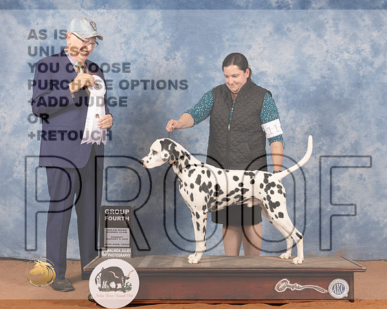 Dalmatian #11 Sun G4 Judge Johnny ShoemakerMMJ_0012_NRKC2022_HR3