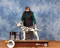 Dalmatian #18 BOSBOW Judge Peggy Lloyd