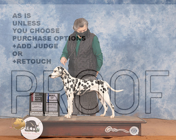 Dalmatian #18 BOSBOW Judge Peggy LloydMMJ_0071_NRKC2022_HR3