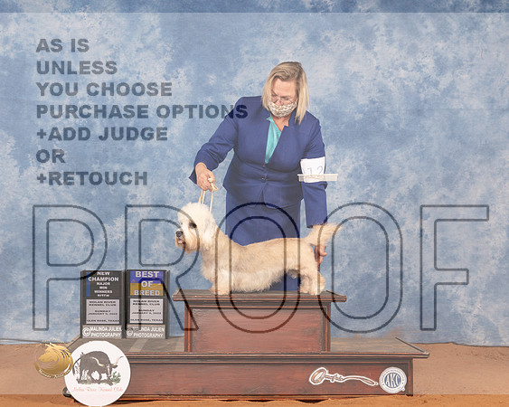 Dandie Dinmont Terrier #12 Sun BOBWB Judge Gloria KerrMMJ_0018_NRKC2022_HR3