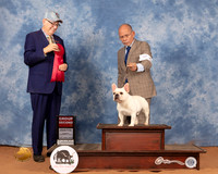 French Bulldog #9 Sun G2 Judge Johnny Shoemaker