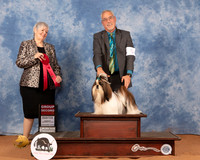 Shih Tzu #5 Sun G2 Judge Azalea Alvarez