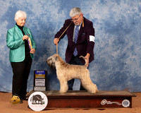 Soft Coated Wheaten Terrier #8 Sun BOB Judge Gloria Kerr
