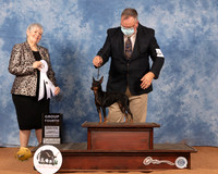 Toy Manchester Terrier #14 Sun G4 Judge Azalea Alvarez