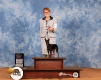Toy Manchester Terrier #8 Sun OHG1 Judge Cathy De La Garza