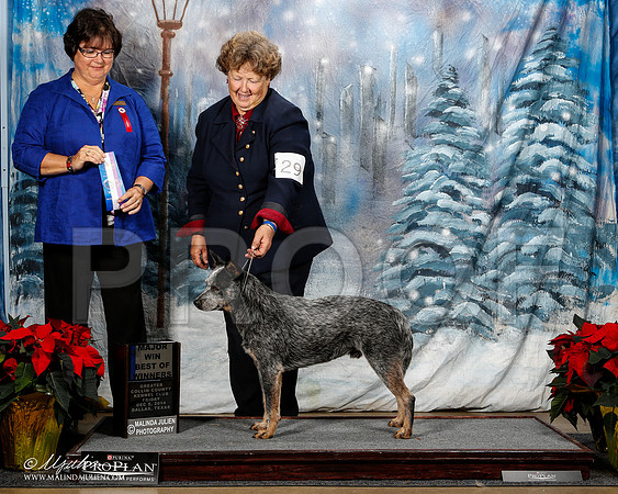 _ST_8094-2-DallasDec2014-HR3