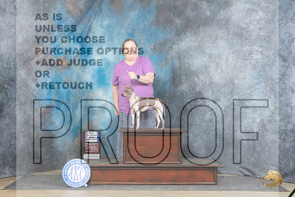 American Hairless Terrier #6 Sat WBBOB Judge Elizabeth Muthard__JP_4837_Fayetteville2024_HR3
