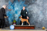 Boxer #6 Sat PG3 Judge Carol White Moser
