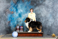 Collie Rough #15 Sat WDBOSMCH Judge Carolyn Herbel