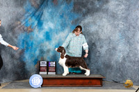 English Springer Spaniel #12 Sat WBMCH Judge Charles Olvis