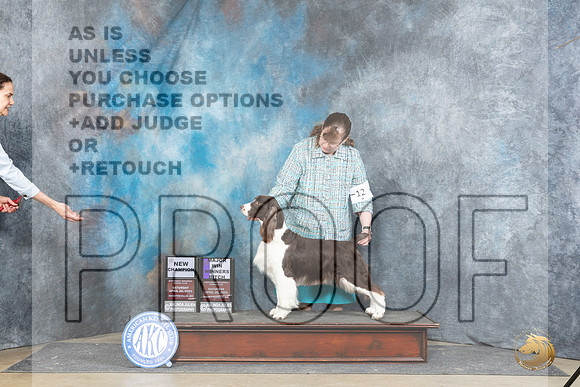 English Springer Spaniel #12 Sat WBMCH Judge Charles Olvis__JP_4890_Fayetteville2024_HR3