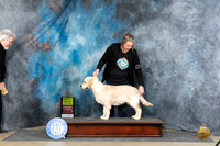 Golden Retriever #? Sat PG3 Judge Carol Moser