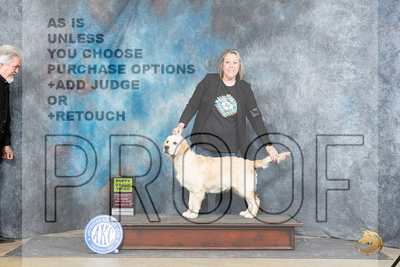 Golden Retriever #? Sat PG3 Judge Carol Moser__JP_4844_Fayetteville2024_HR3