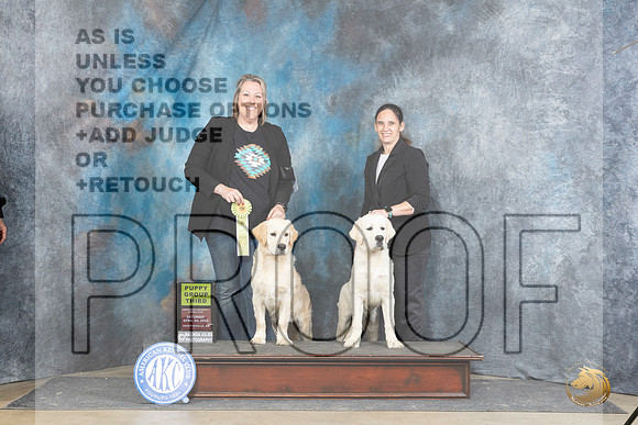 Golden Retriever #? Sat PG3 Judge Carol Moser__JP_4846_Fayetteville2024_HR3