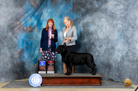 Labrador Retriever #9 Fri WDBOWBOS Judge Linda Hurlebaus