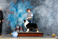 Australian  Shepherd #24 Sat BOSOHBOBSGCH Judge Denny Mounce