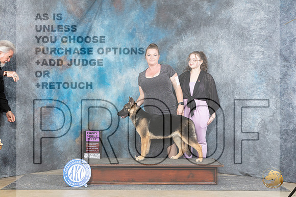German Shepherd Dog #6 Sat PG1 JUdge Michael Benson__JP_4980_Fayetteville2024_HR3
