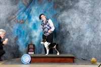 Miniature American Shepherd #6 Sat PG2 Judge Michael Benson