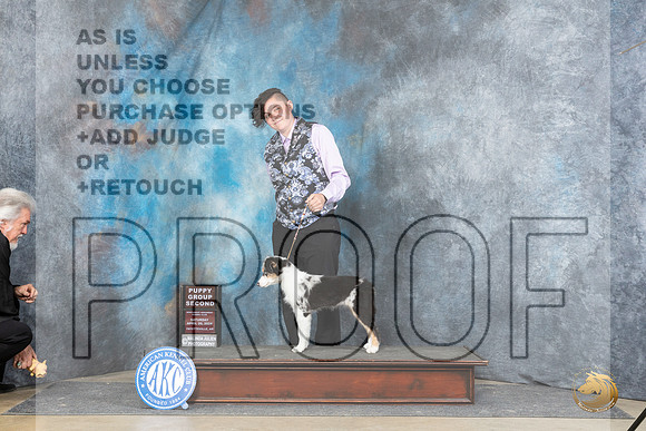 Miniature American Shepherd #6 Sat PG2 Judge Michael Benson__JP_4927_Fayetteville2024_HR3