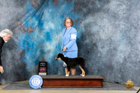 Mininature American Shepherd #5 Sat PBOS Judge Michael Benson