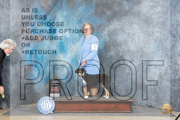 Mininature American Shepherd #5 Sat PBOS Judge Michael Benson__JP_4953_Fayetteville2024_HR3